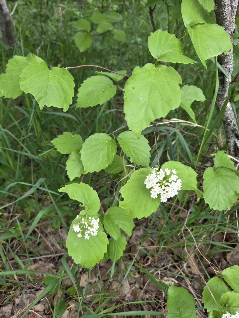 Downy arrowwood (Viburnum rafinesqueanum)