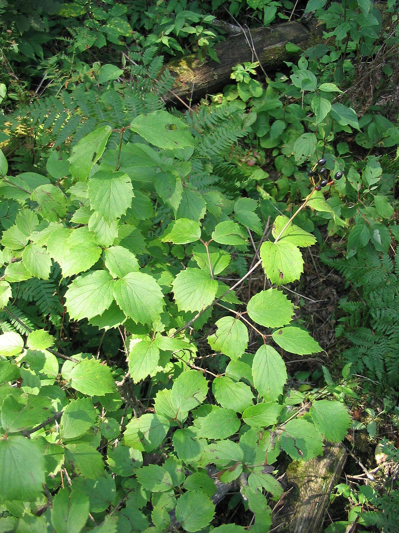 Downy arrowwood: Viburnum rafinesquianum 2-eheep