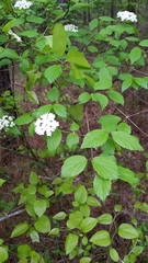 Downy arrowwood (Viburnum rafinesqueanum)
