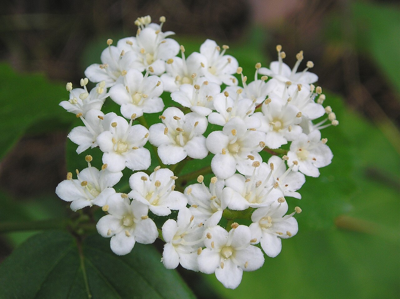 Downy arrowwood: Viburnum rafinesquianum 7-eheep