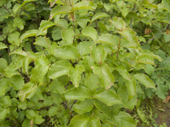 Downy arrowwood (Viburnum rafinesqueanum)
