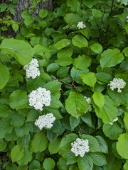 Downy arrowwood (Viburnum rafinesqueanum)