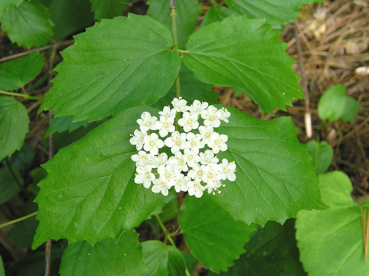Downy arrowwood: Viburnum rafinesquianum 6-eheep