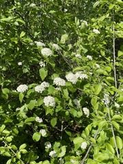 Downy arrowwood (Viburnum rafinesqueanum)