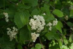 Downy arrowwood (Viburnum rafinesqueanum)