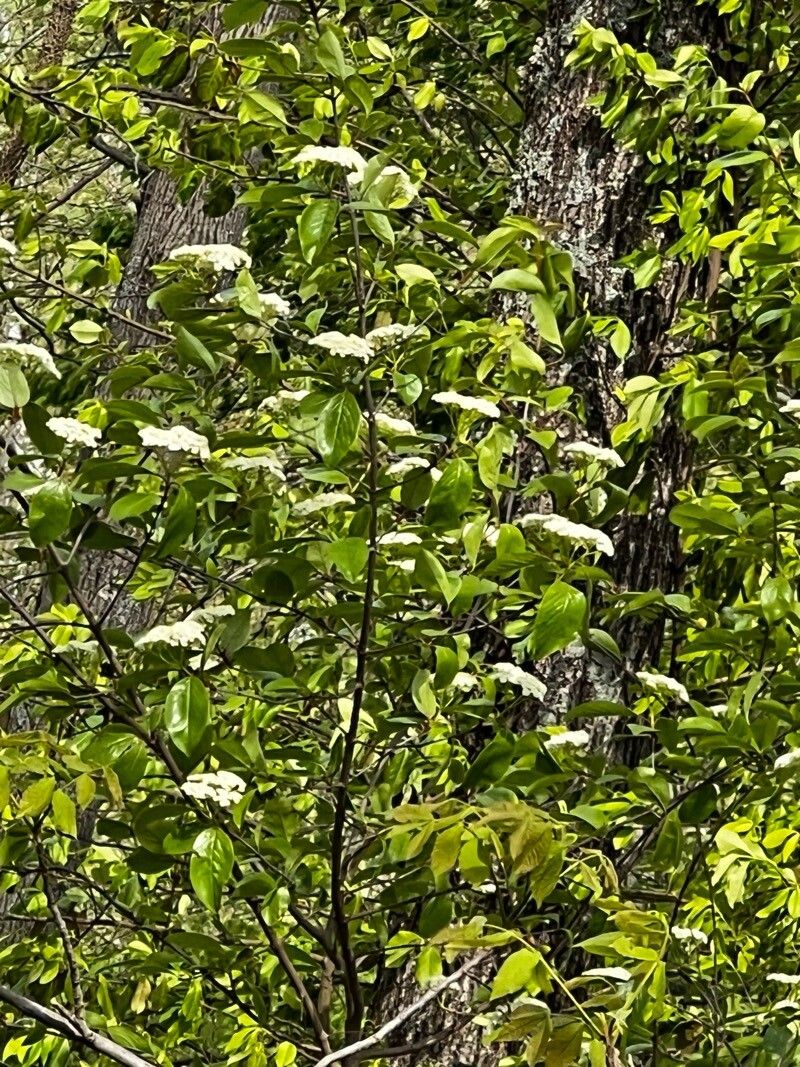 Rusty blackhaw (Viburnum rufidulum)