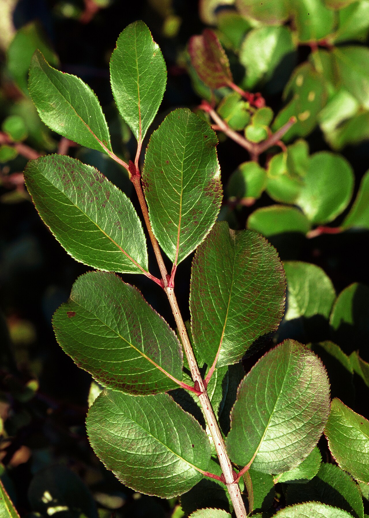Rusty blackhaw: Viburnum rufidulum , Georgia, USA