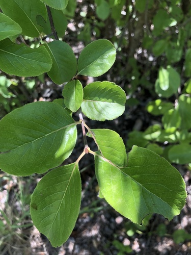Rusty blackhaw (Viburnum rufidulum)