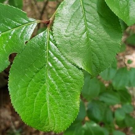 Rusty blackhaw (Viburnum rufidulum)