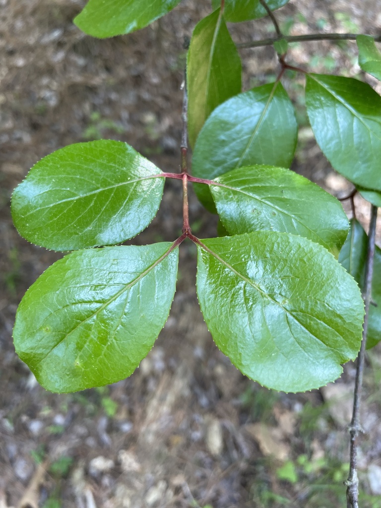 Rusty blackhaw (Viburnum rufidulum)