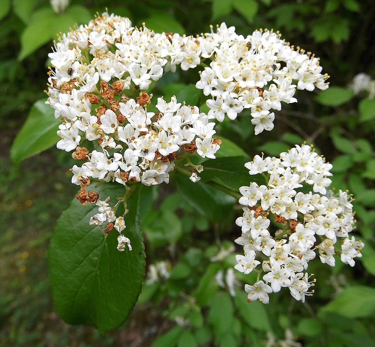 Rusty blackhaw: April 26, 2011