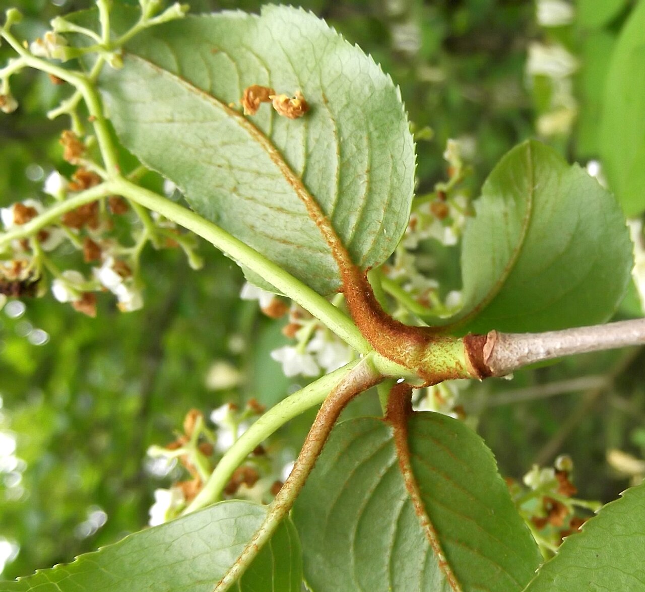 Rusty blackhaw: April 27, 2011