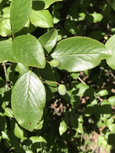 Rusty blackhaw (Viburnum rufidulum)