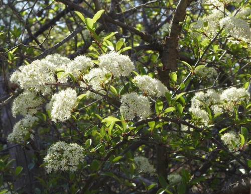 Rusty blackhaw (Viburnum rufidulum)