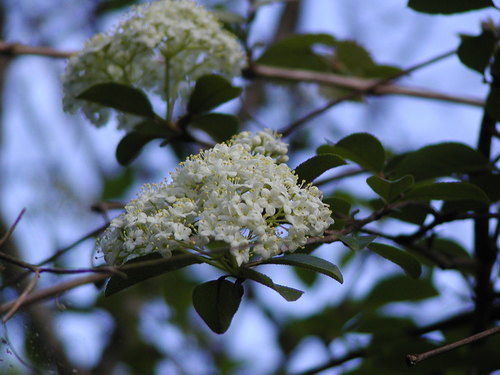 Rusty blackhaw (Viburnum rufidulum)