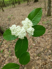 Rusty blackhaw (Viburnum rufidulum)