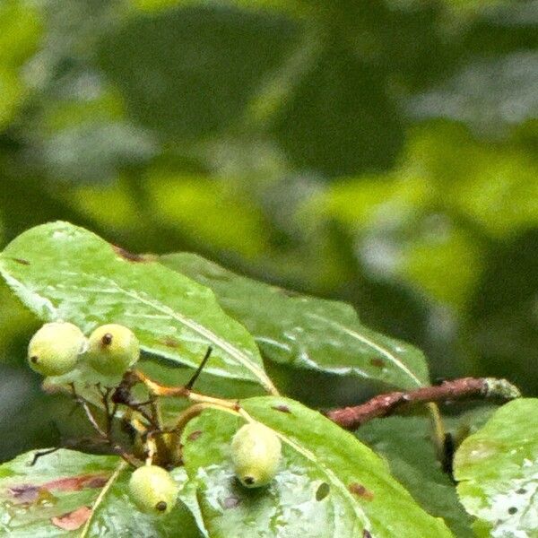 Rusty blackhaw (Viburnum rufidulum)