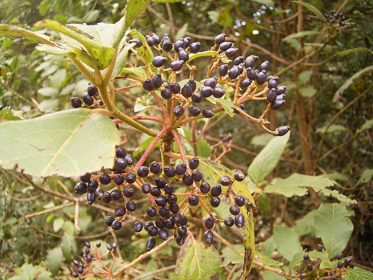 Viburnum rugosum: Viburnum rigidum growing in Breña Alta , La Palma , Canary Islands
