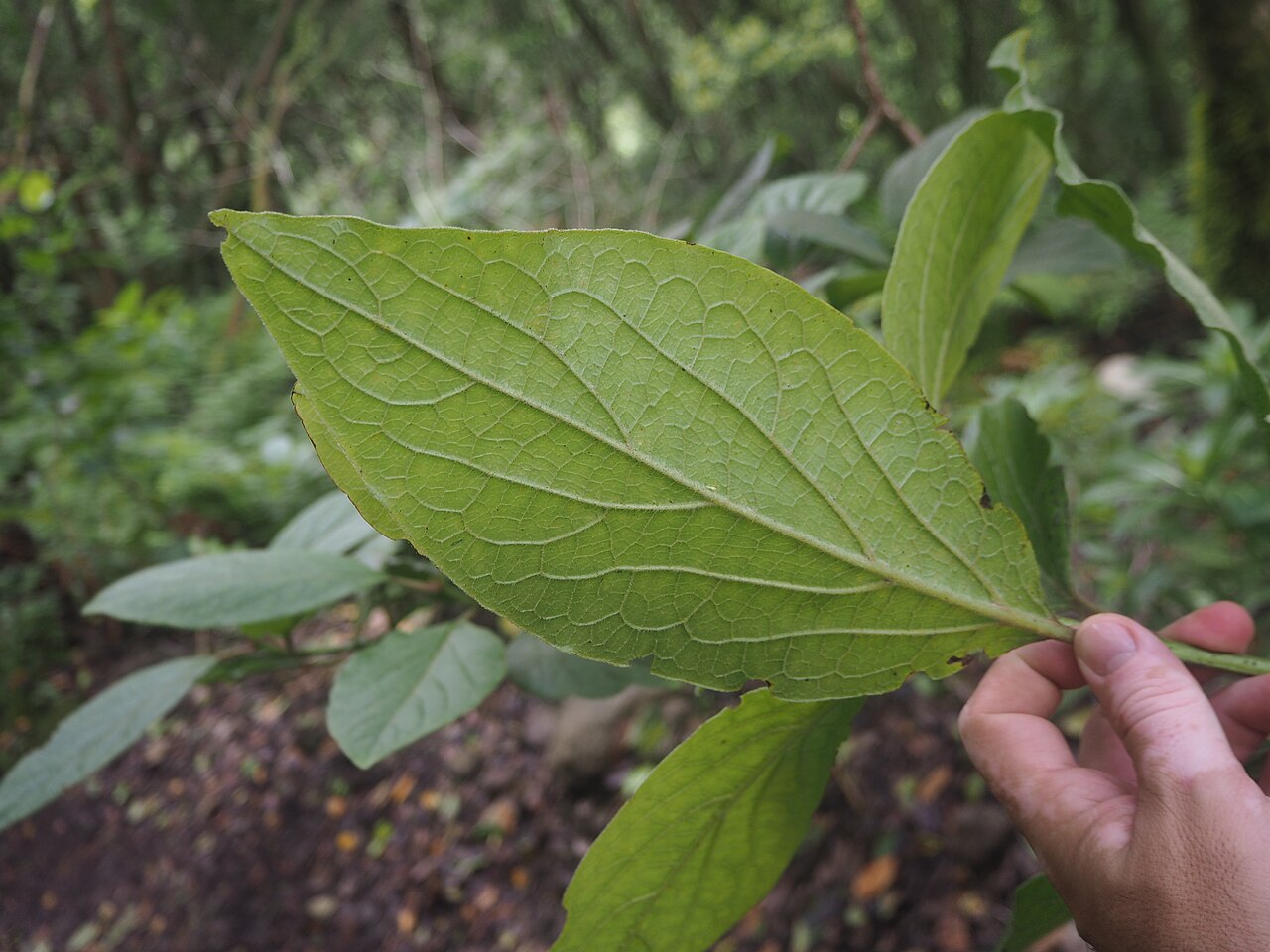 Viburnum rugosum: Follao (Viburnum rigidum). Hoja, envés. Camino de las Vueltas. Anaga, Tenerife.