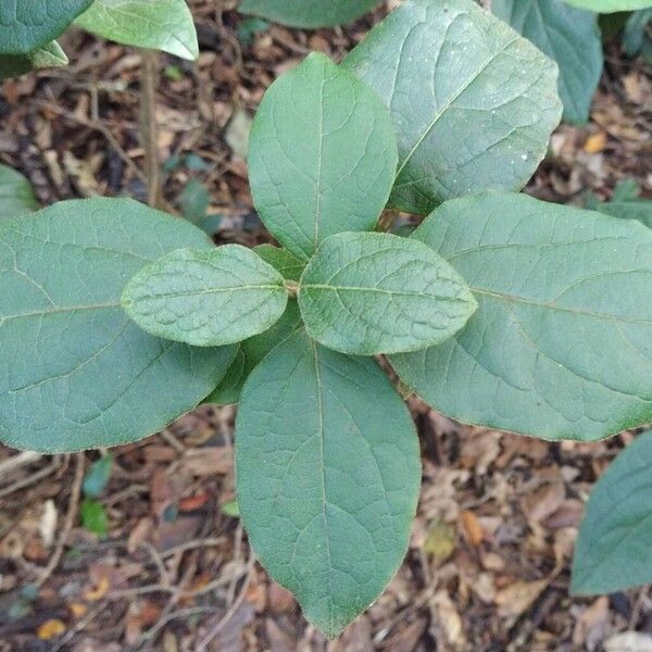 Viburnum rugosum (Viburnum rugosum)