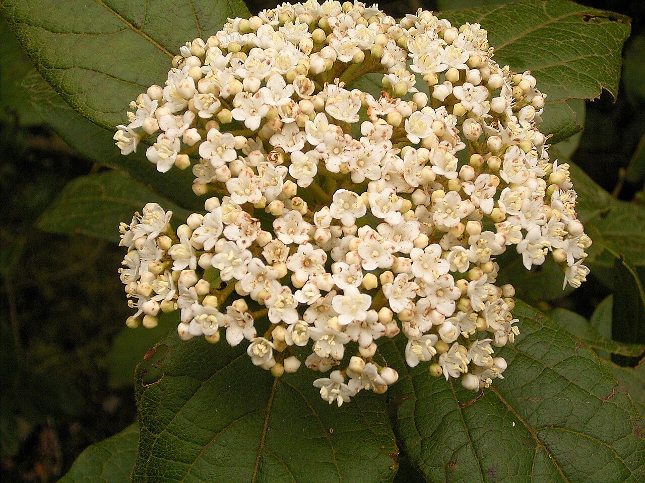 Viburnum rugosum: Viburnum rigidum growing in Breña Alta , La Palma , Canary Islands