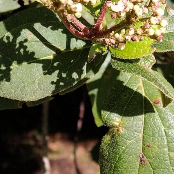 Viburnum rugosum (Viburnum rugosum)