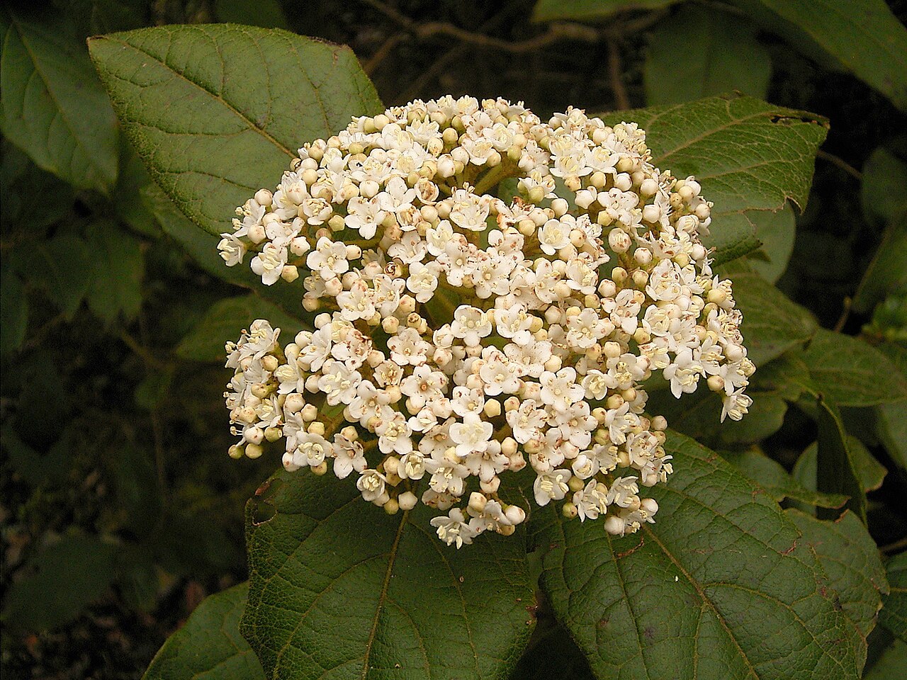 Viburnum rugosum: Viburnum rigidum growing in Breña Alta , La Palma , Canary Islands