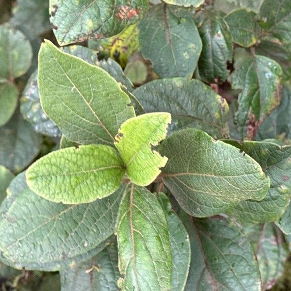 Viburnum rugosum (Viburnum rugosum)