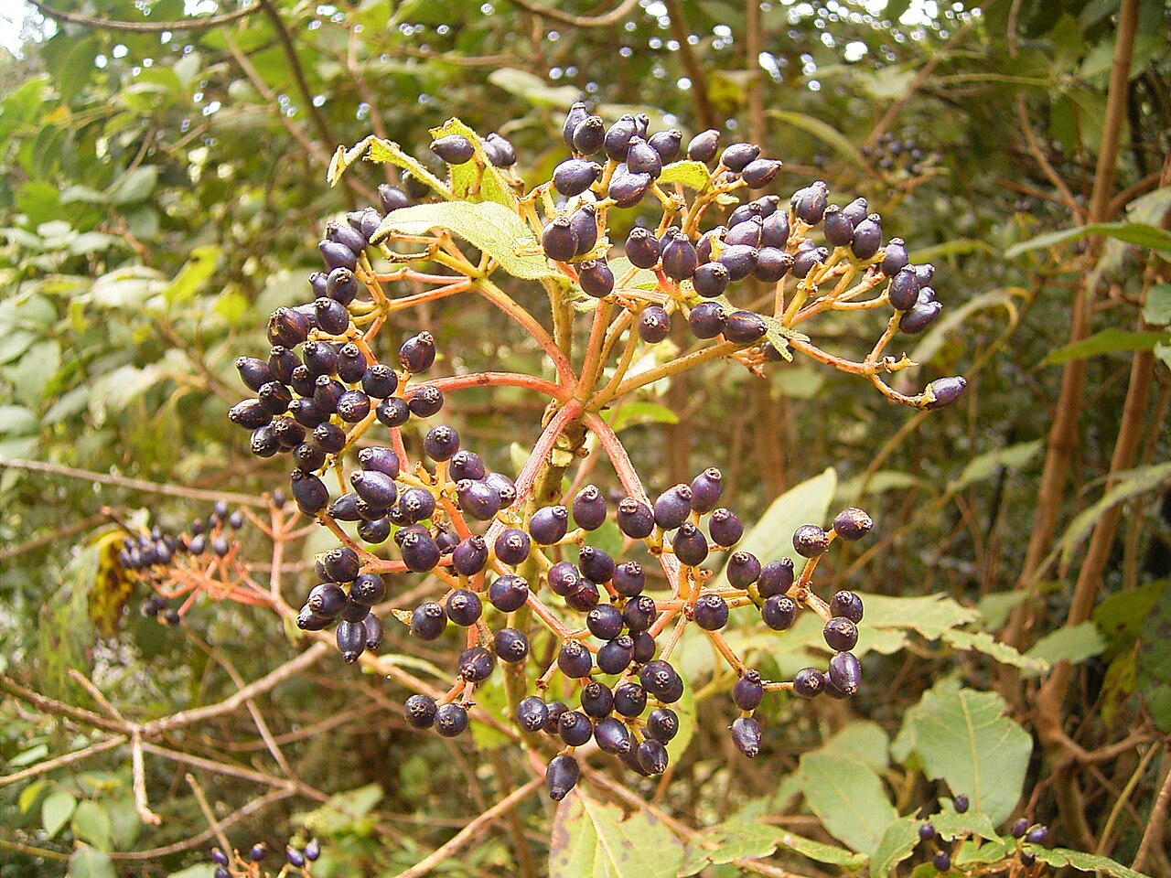 Viburnum rugosum: Viburnum rigidum growing in Breña Alta , La Palma , Canary Islands