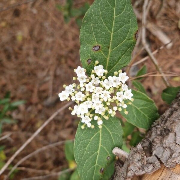 Viburnum rugosum (Viburnum rugosum)