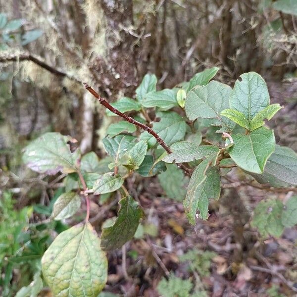 Viburnum rugosum (Viburnum rugosum)