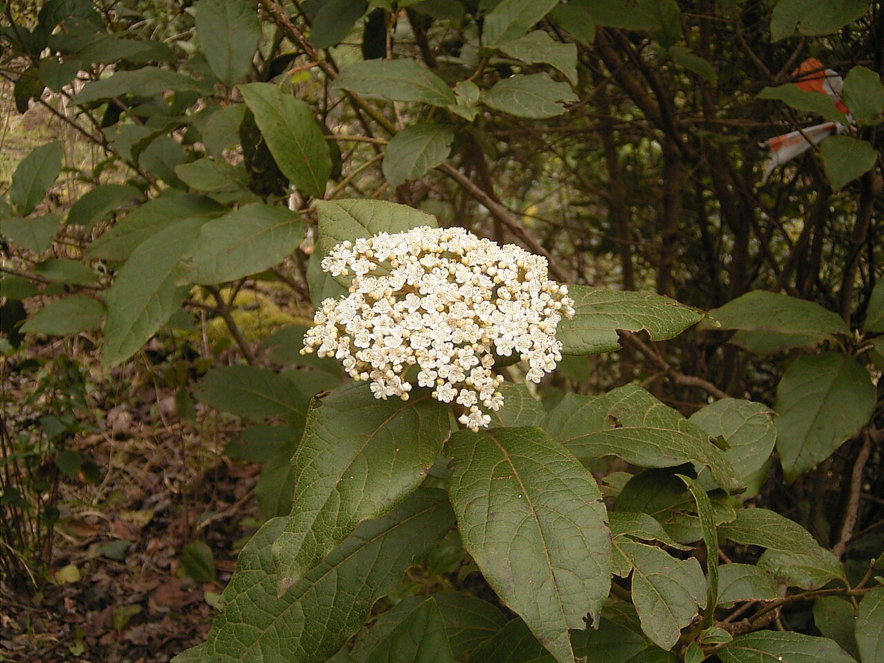 Viburnum rugosum: Viburnum rigidum growing in Breña Alta , La Palma , Canary Islands