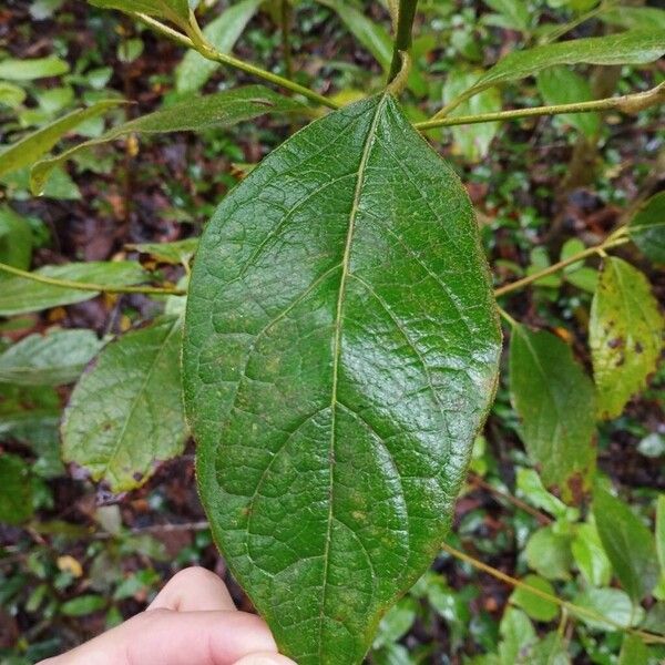 Viburnum rugosum (Viburnum rugosum)