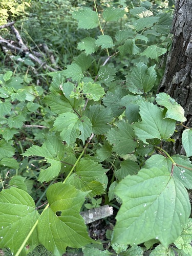 Smooth-cranberrybush viburnum (Viburnum sargentii)