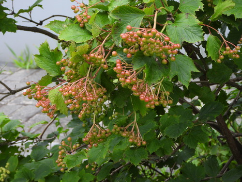 Smooth-cranberrybush viburnum (Viburnum sargentii)