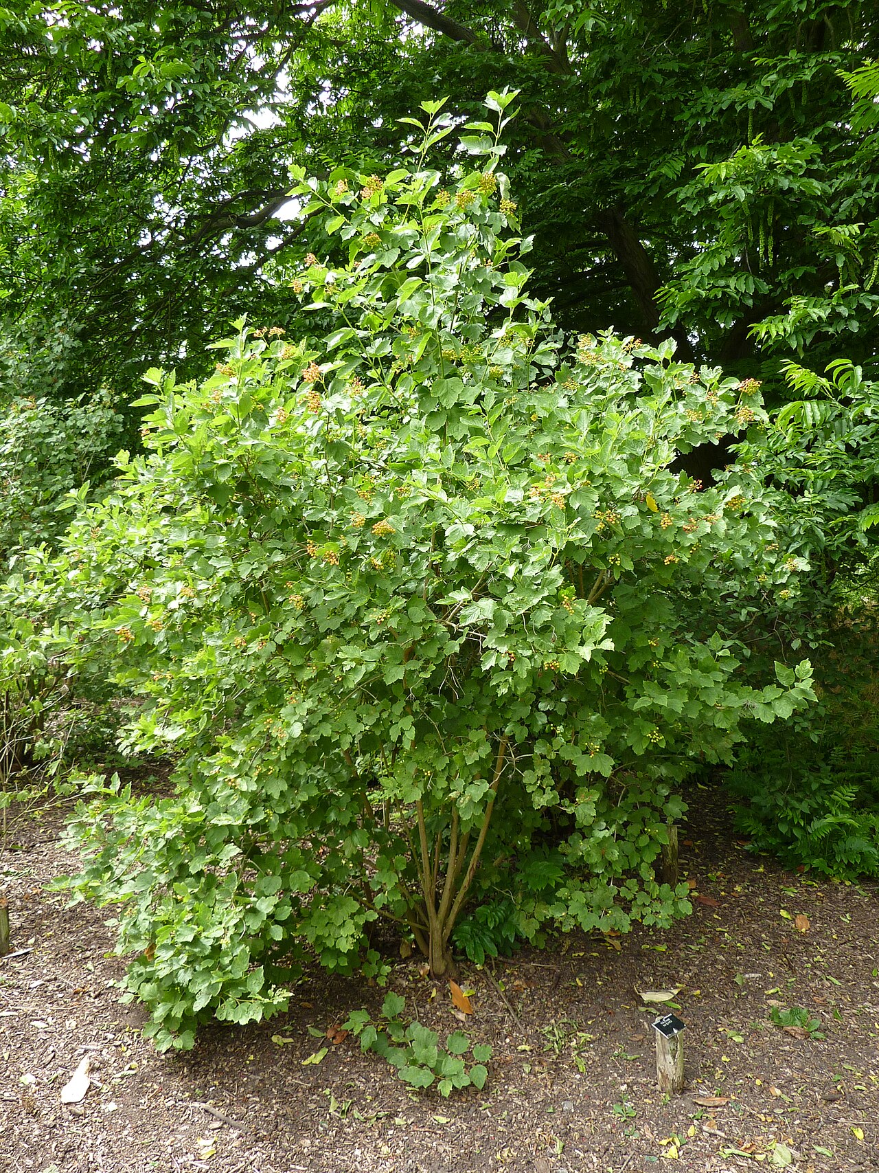 Smooth-cranberrybush viburnum: Taken in the Cambridge University Botanic Garden