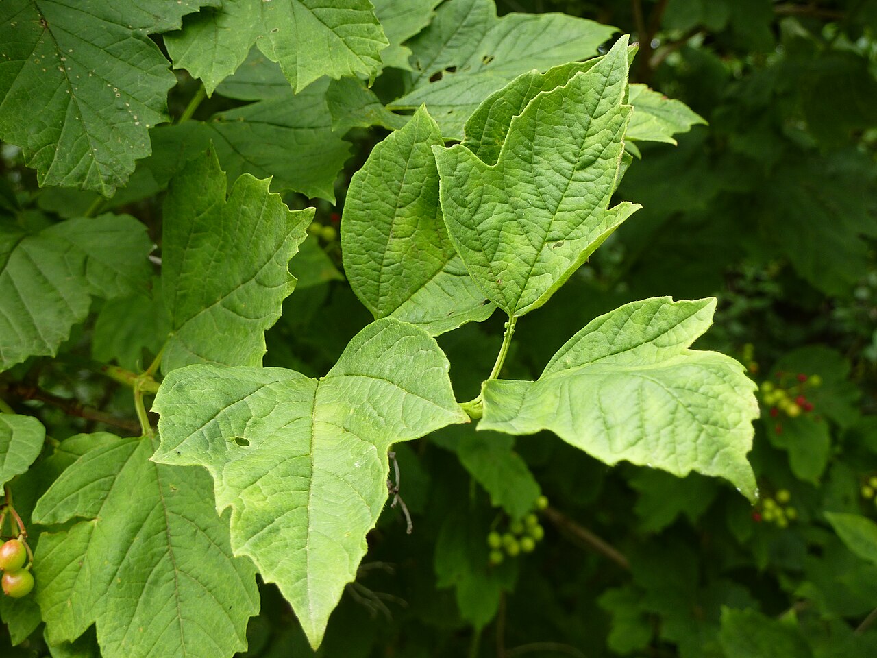 Smooth-cranberrybush viburnum: Taken in the Cambridge University Botanic Garden