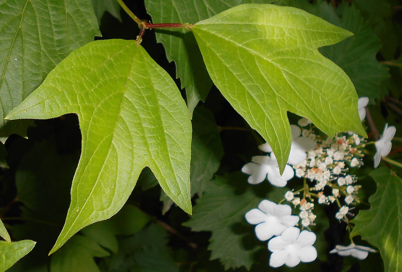 Smooth-cranberrybush viburnum: Kalina Sargenta ( Viburnum sargentii ), Ogród Botaniczny UMCS, Lublin, Polska.