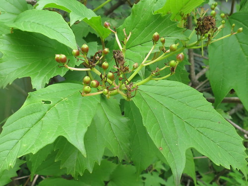 Smooth-cranberrybush viburnum (Viburnum sargentii)