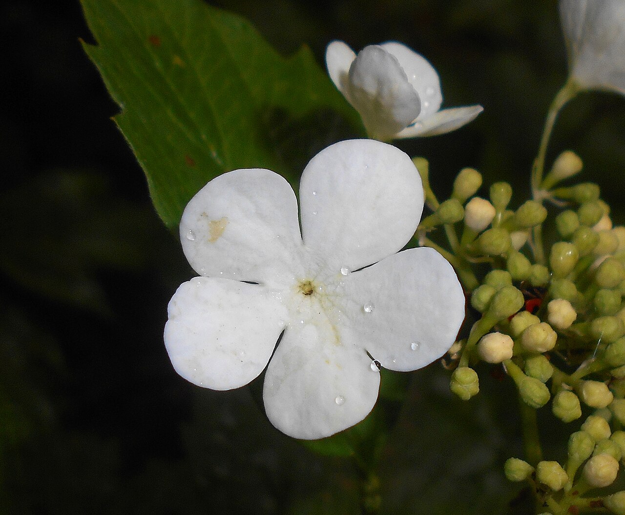 Smooth-cranberrybush viburnum: Kalina Sargenta ( Viburnum sargentii ), Ogród Botaniczny UMCS w Lublinie.
