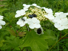 Smooth-cranberrybush viburnum (Viburnum sargentii)