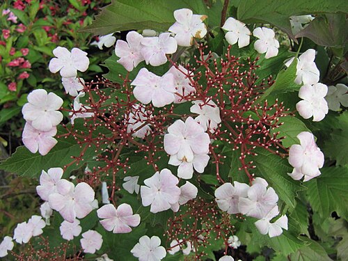 Smooth-cranberrybush viburnum: Viburnum sargentii 'Onondaga'