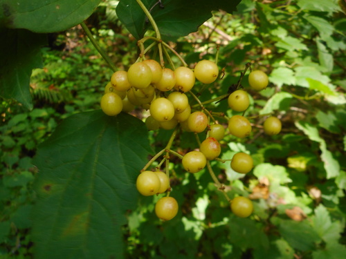 Smooth-cranberrybush viburnum (Viburnum sargentii)