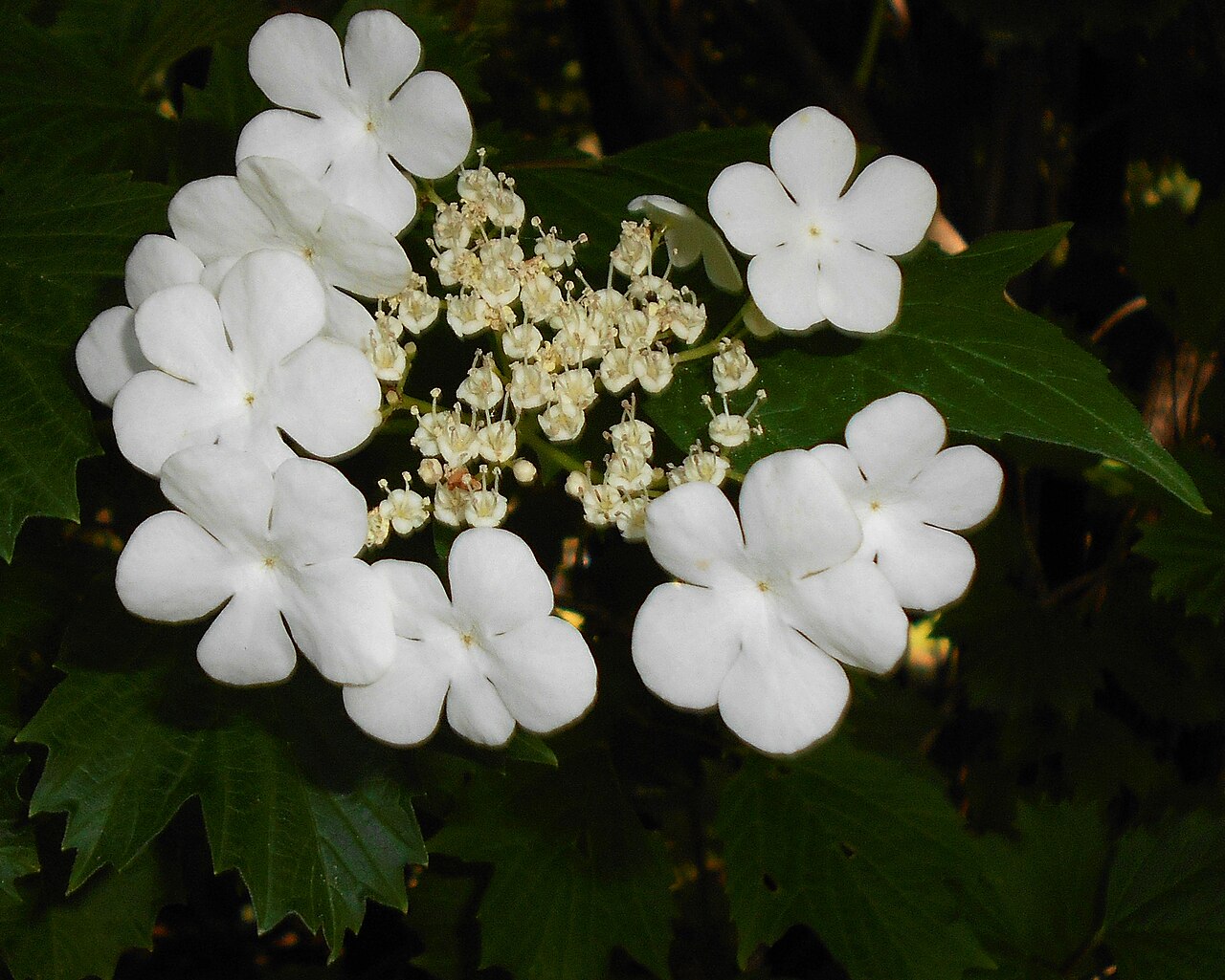 Smooth-cranberrybush viburnum: Kalina Sargenta ( Viburnum sargentii ), Ogród Botaniczny UMCS, Lublin, Polska.
