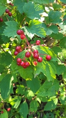 Smooth-cranberrybush viburnum (Viburnum sargentii)