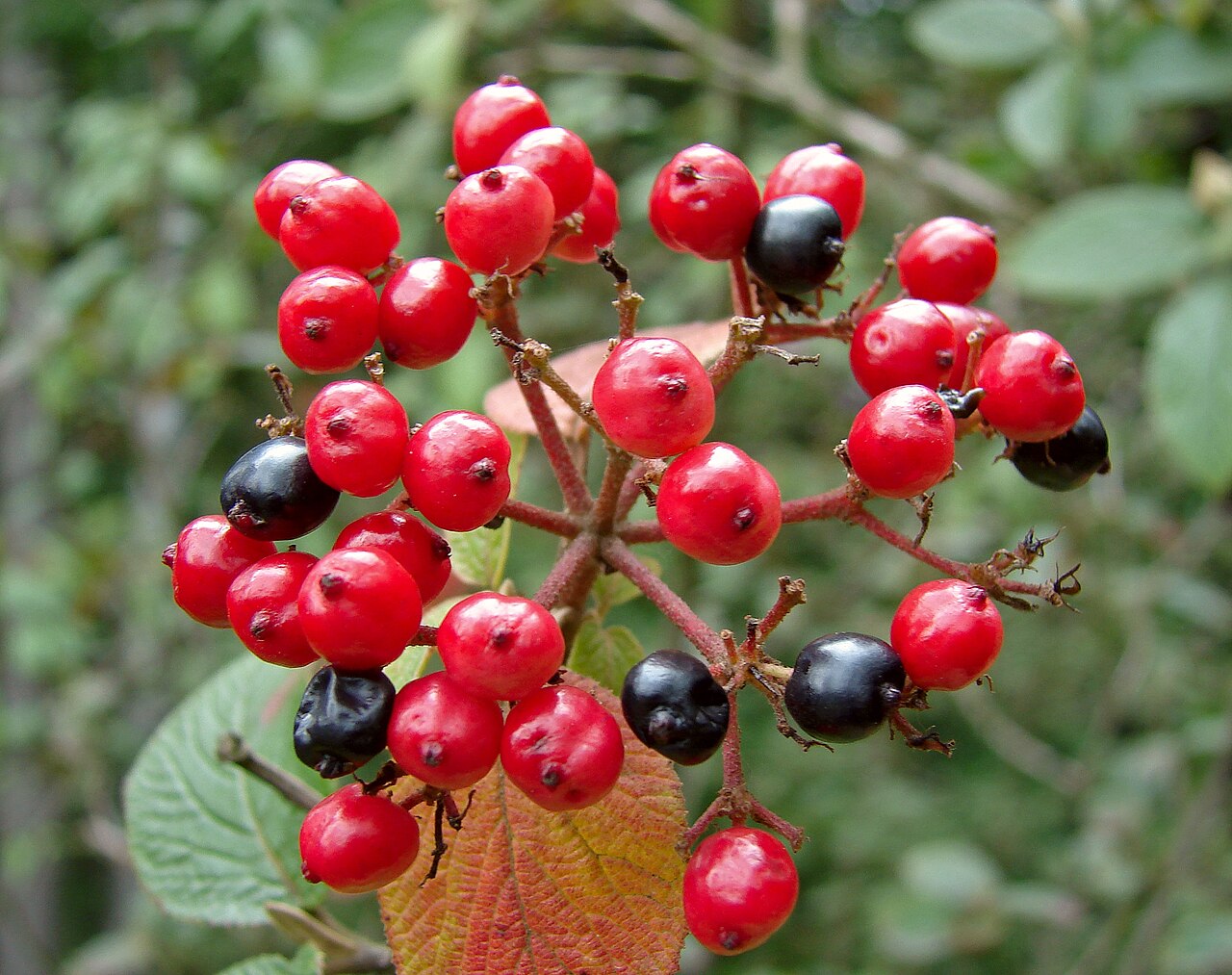 Viburnum schensianum: Kalina szensianum