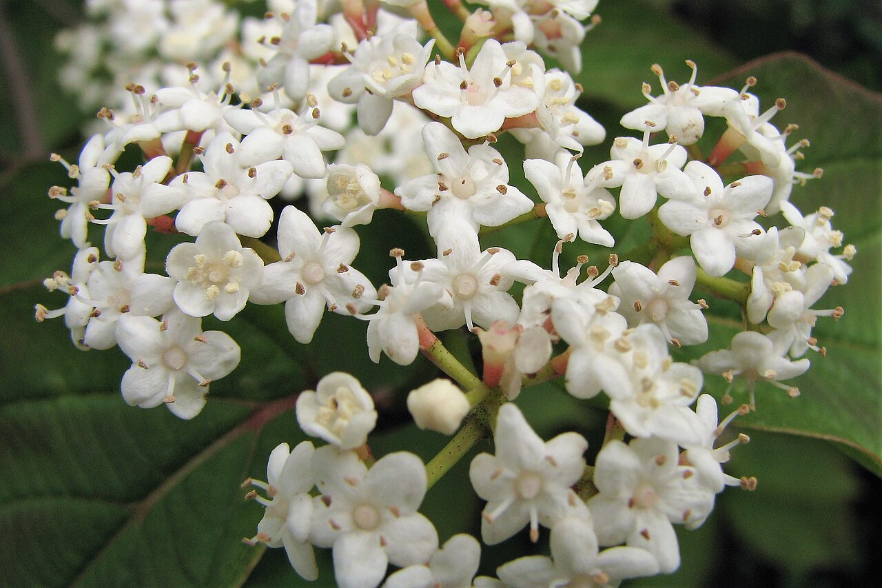 Tea viburnum: Tea viburnum ( Viburnum setigerum ), inflorescence, plant cultivated in Wrocław University Botanical Garden, Wrocław , Poland .