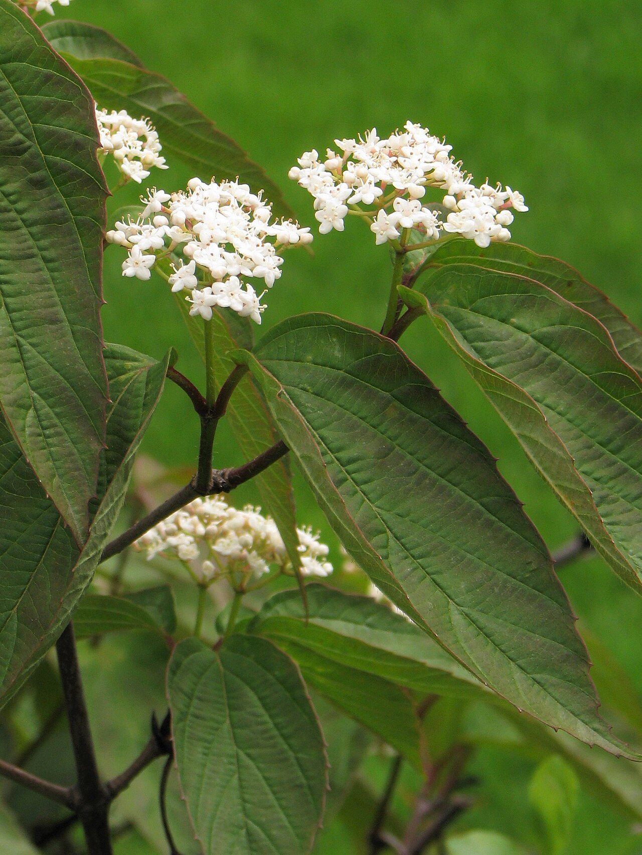 Tea viburnum: Tea viburnum ( Viburnum setigerum ), flowering plant, cultivated in Wrocław University Botanical Garden, Wrocław , Poland .
