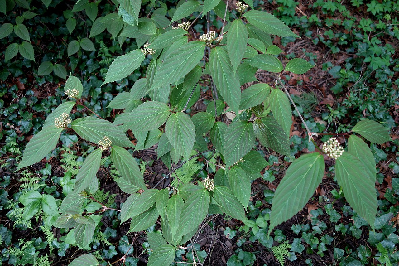 Tea viburnum: Botanical specimen in Longwood Gardens, 1001 Longwood Rd, Kennett Square, Pennsylvania, USA.