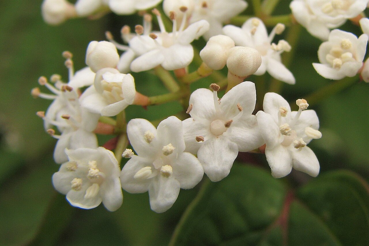 Tea viburnum: Tea viburnum ( Viburnum setigerum ), flowers, plant cultivated in Wrocław University Botanical Garden, Wrocław , Poland .
